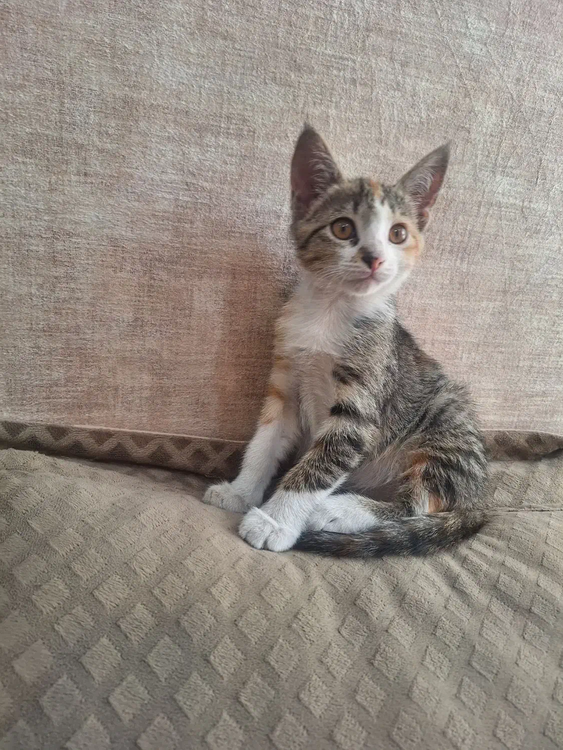 واگذاری ۲ گربه بانمک|گربه|تهران, تهرانویلا|دیوار