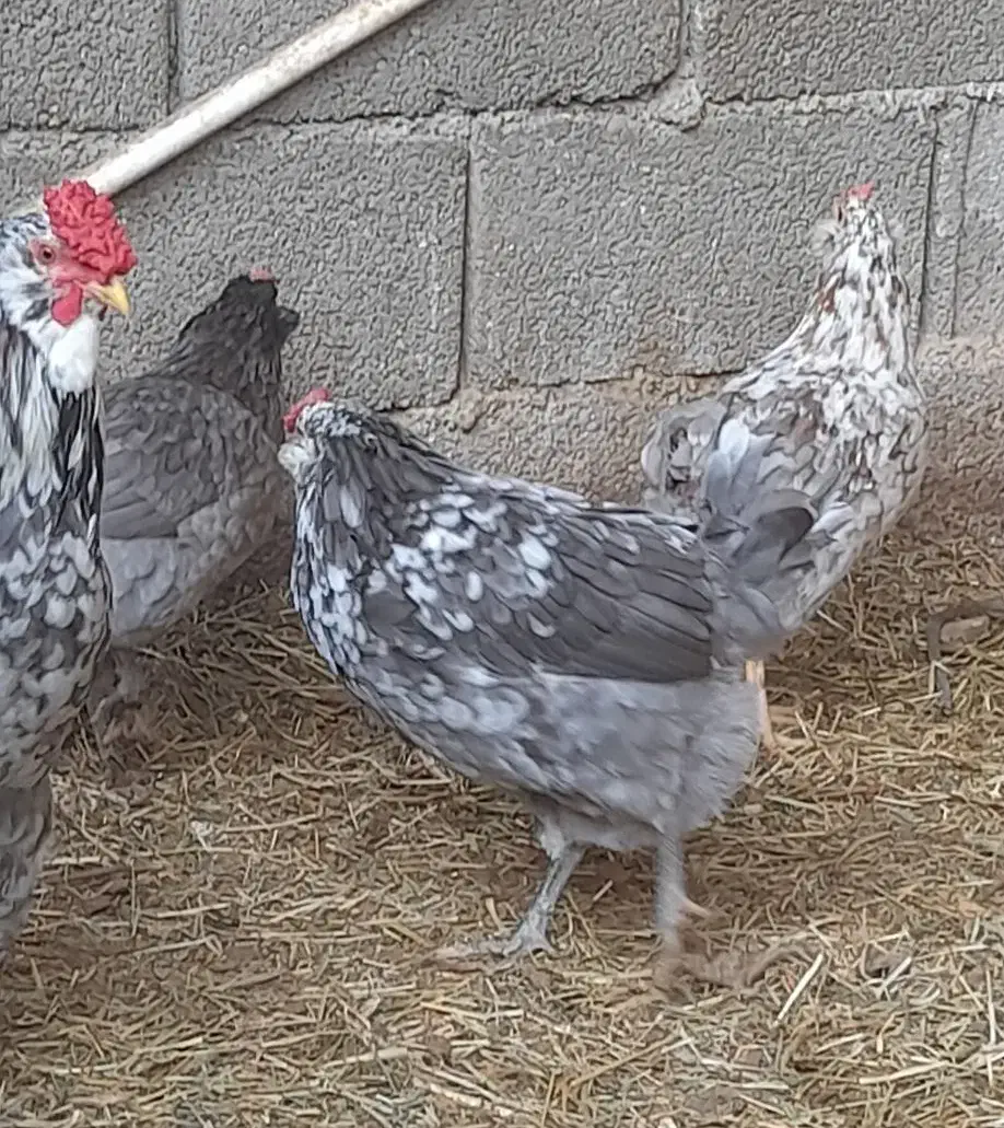 جوجه گلین، برهما لایت و ویاندوت|حیوانات مزرعه|خمینی‌شهر, |دیوار