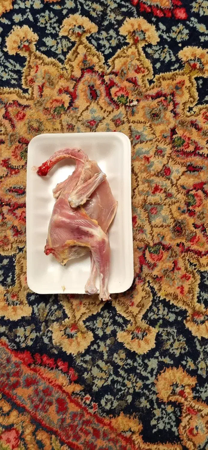 جوجه خروس محلی|حیوانات مزرعه|کرمان, |دیوار