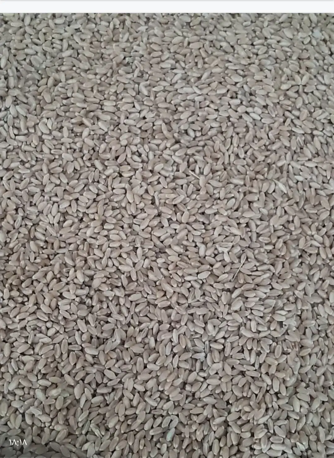 گندم بزری|عمدهفروشی|دهلران, |دیوار