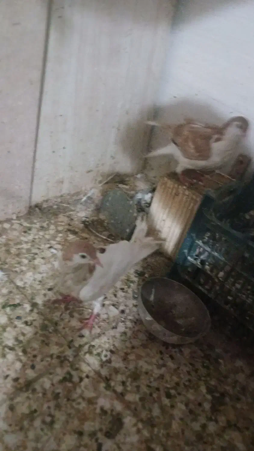 جفت بچ|پرنده|شوشتر, |دیوار