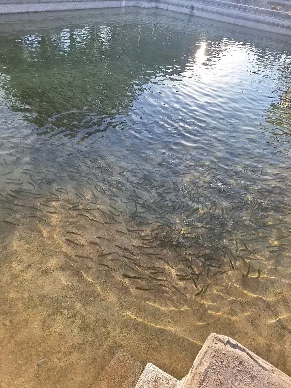 انواع بچه ماهی قزل آلا.کپور.تیلا پیا|ماهی|اشکذر, |دیوار