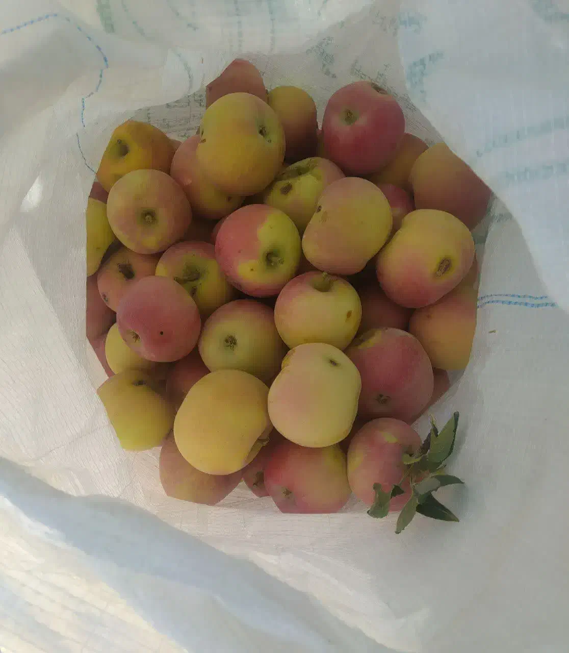 سیب قرمز درجه یک|خوردنی و آشامیدنی|شیراز, فرگاز|دیوار