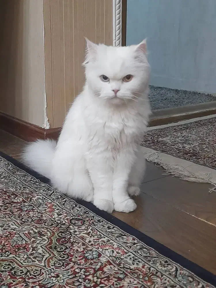 گربه پرشین و اسکاتیش|گربه|کرمان, |دیوار