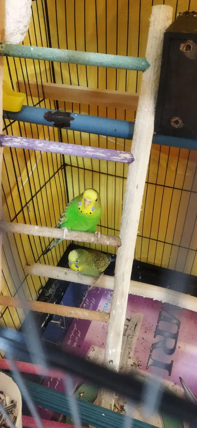 یک جفت قناری مولد|پرنده|نوشهر, |دیوار