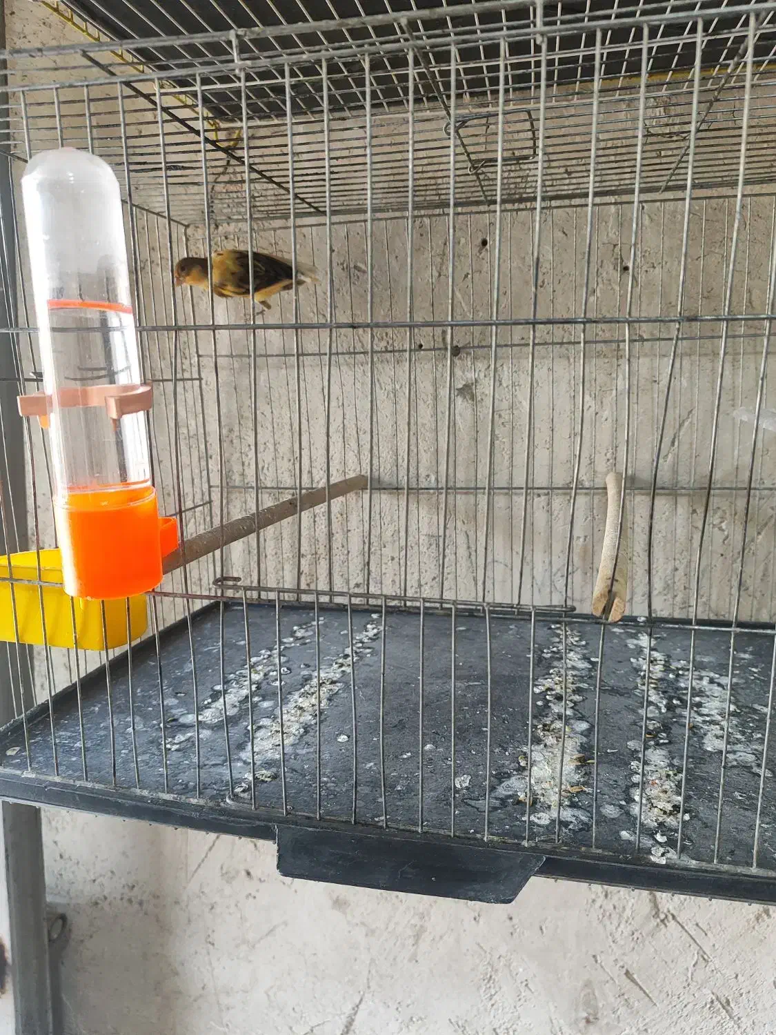 قناری ابلغ|پرنده|خورموج, |دیوار