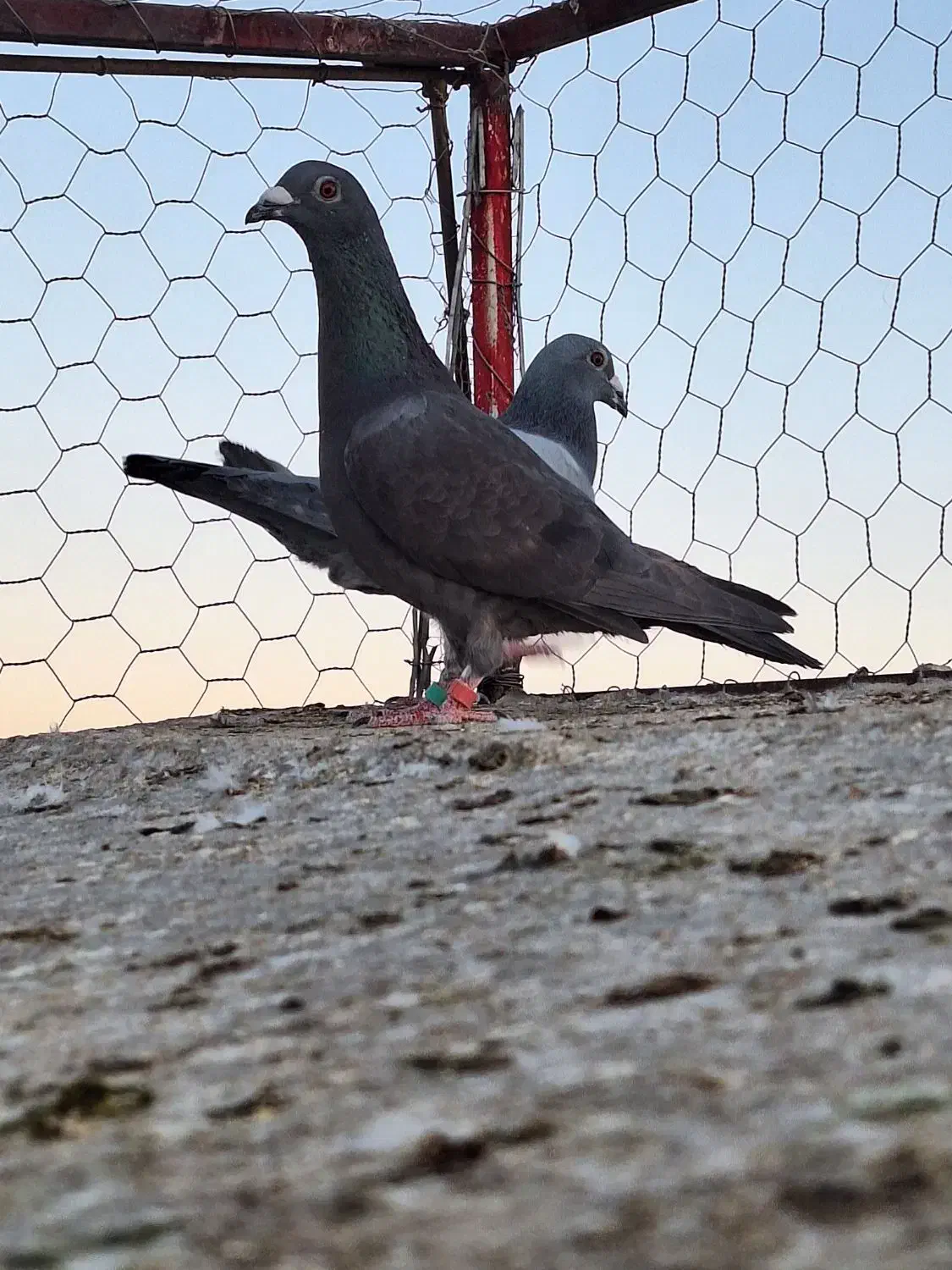 صید|پرنده|تربت‌حیدریه, ترمینال|دیوار