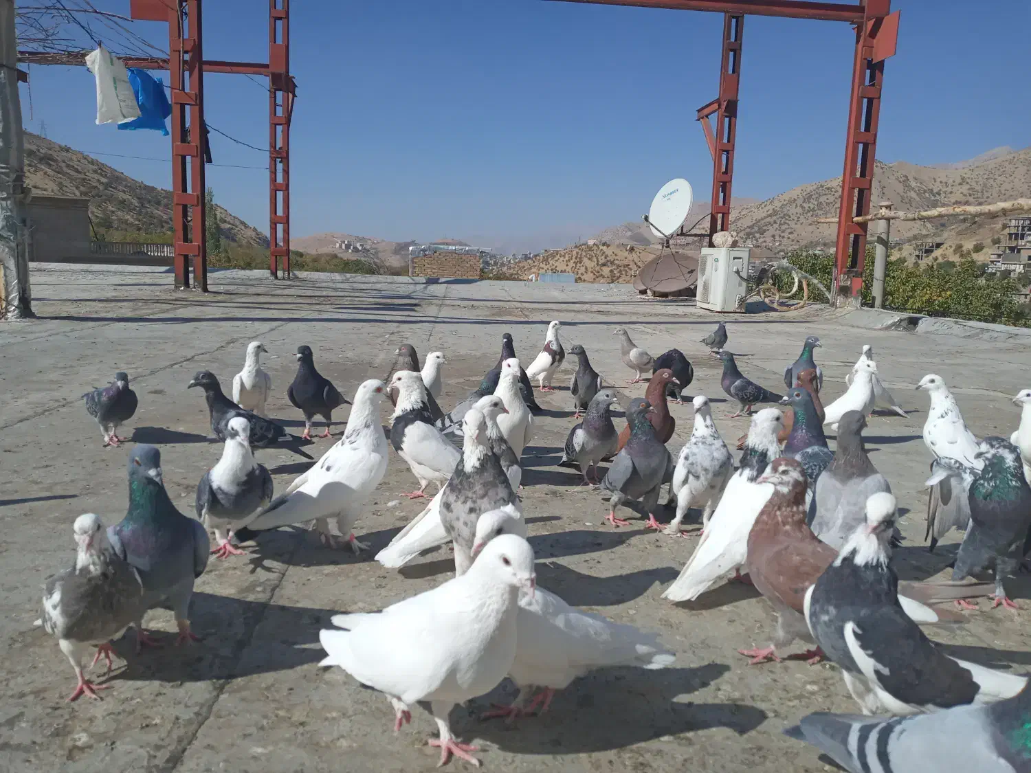 ۴۰عدد کبوتر فروشی|پرنده|پاوه, |دیوار