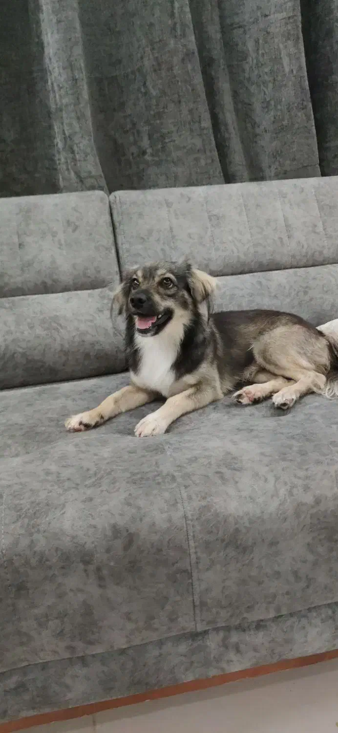 سگ اشپیتز واکس خورده شناسنامه دار|سگ|بوشهر, |دیوار