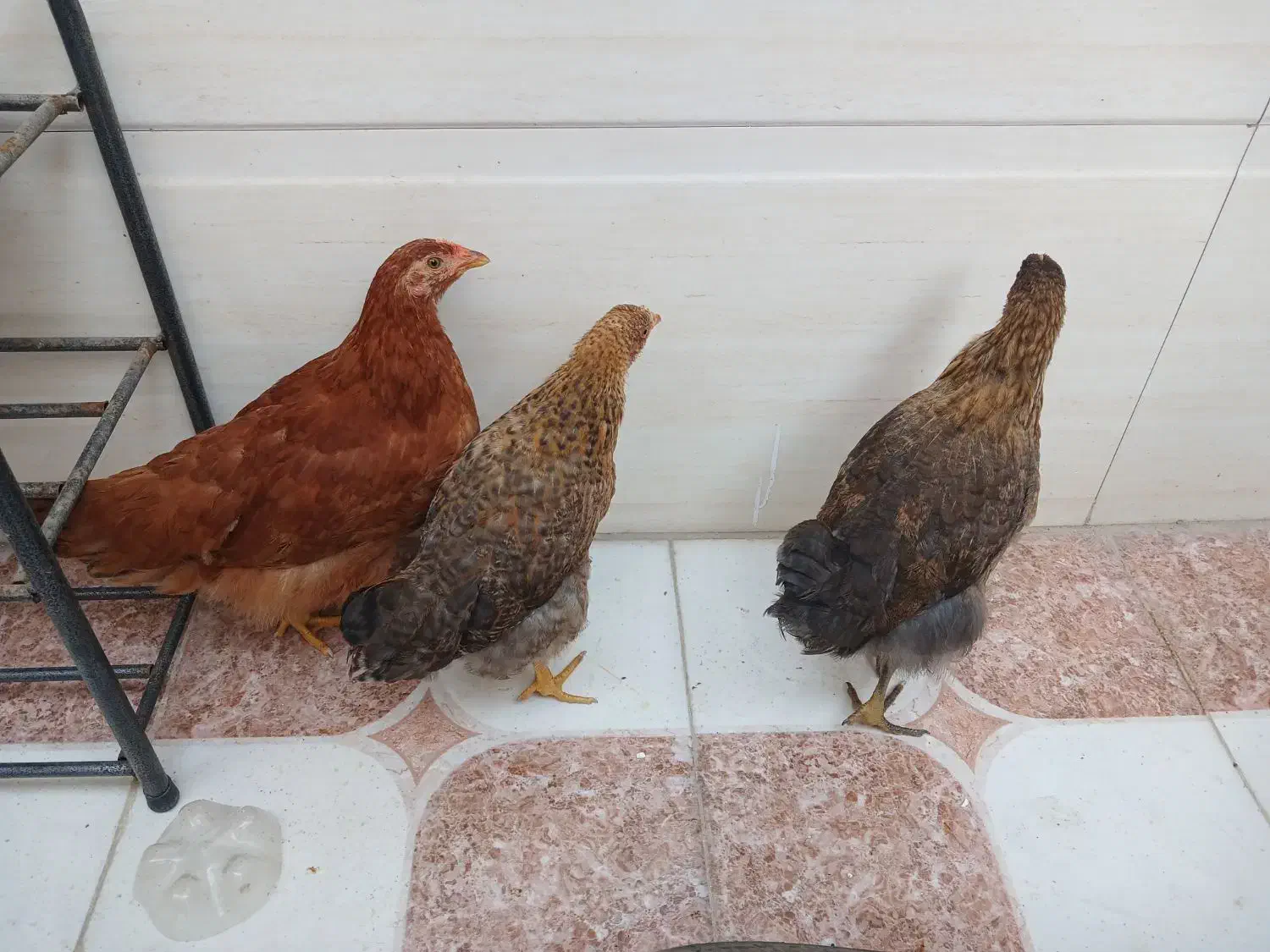 مرغ|حیوانات مزرعه|خرمشهر, |دیوار