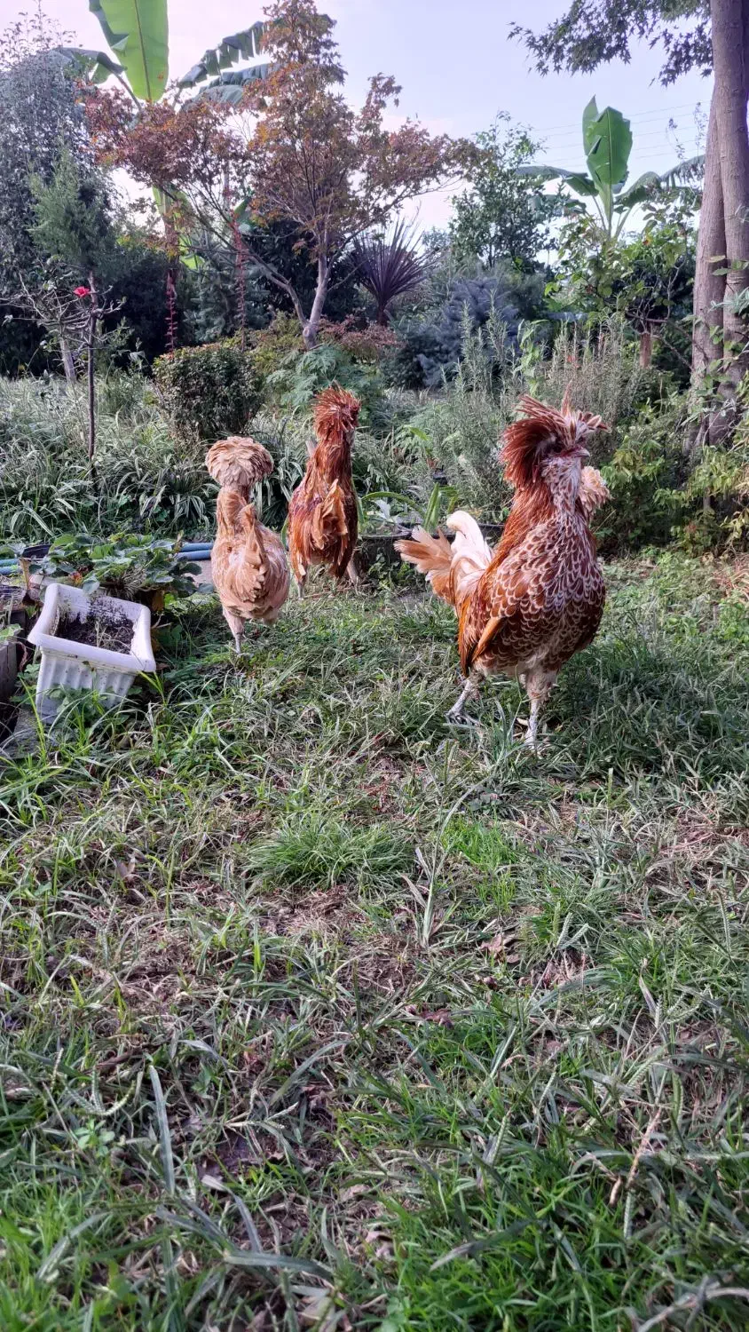 فروش پولندطلایی|حیوانات مزرعه|رامسر, |دیوار