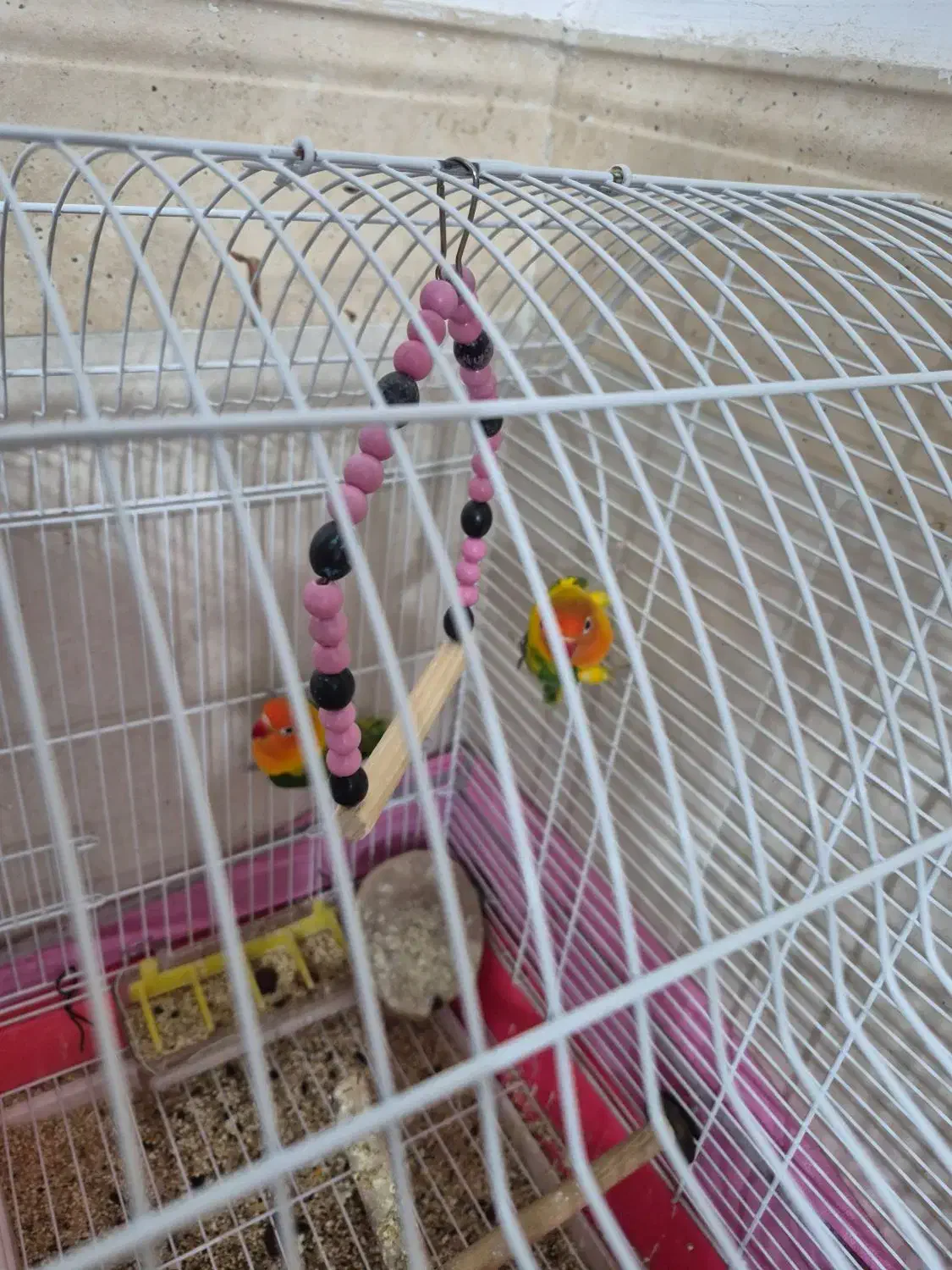 کتوله برزیلی|پرنده|زرند, |دیوار