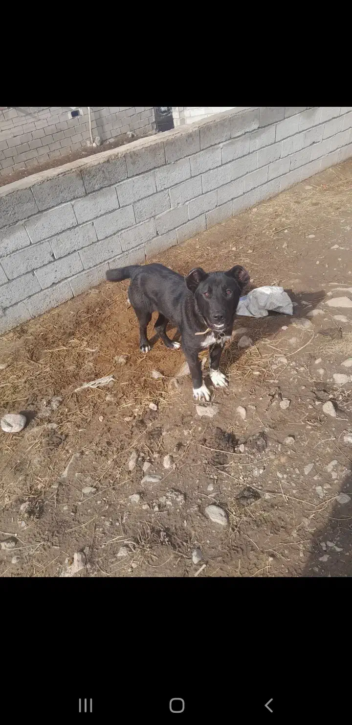 واگذاری سگ سرابی|سگ|مشگین شهر, |دیوار