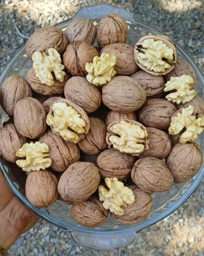 گردوی پوست سبز تازه تویسرکان پوست نازک|خوردنی و آشامیدنی|کوهسار (البرز), |دیوار