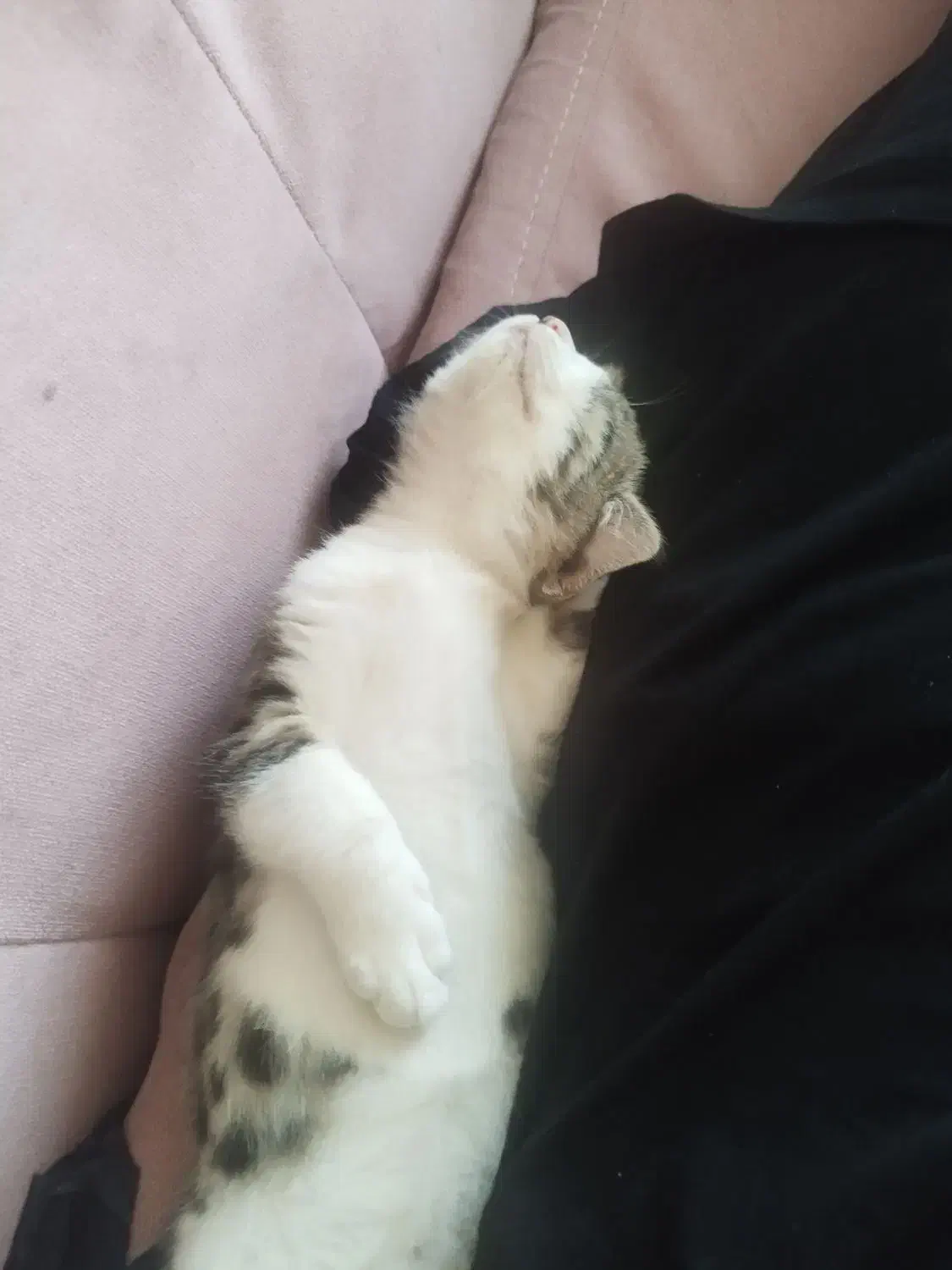 واگذاری رایگان گربه خانگی|گربه|کرمان, |دیوار