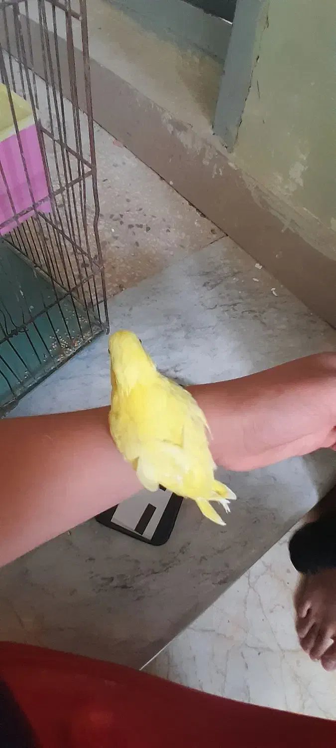 لطیفی|پرنده|خور (فارس), |دیوار