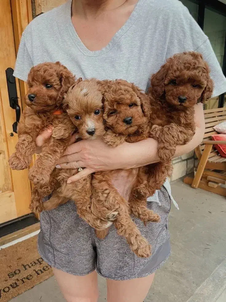 سگ توله توی پودل / پودل مینیاتوری|سگ|تهران, تهرانسر مرکزی|دیوار