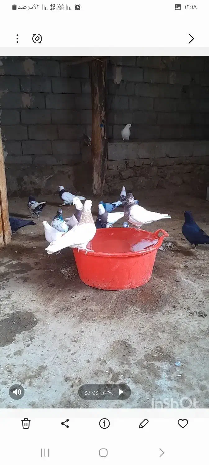 همه رنگ فروشی|پرنده|هشترود, |دیوار