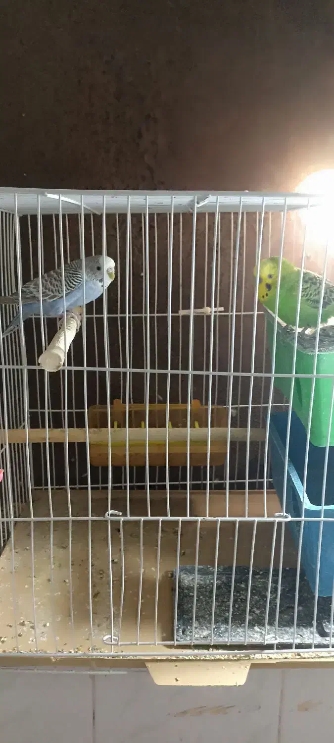 دو عدد عروس هلندی و مرغ عشق|پرنده|خواف, |دیوار