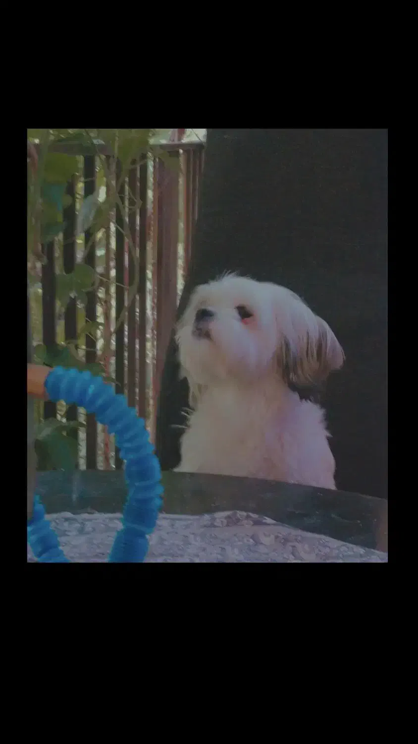 سگ شیتزو|سگ|فردیس, سرحد آباد|دیوار