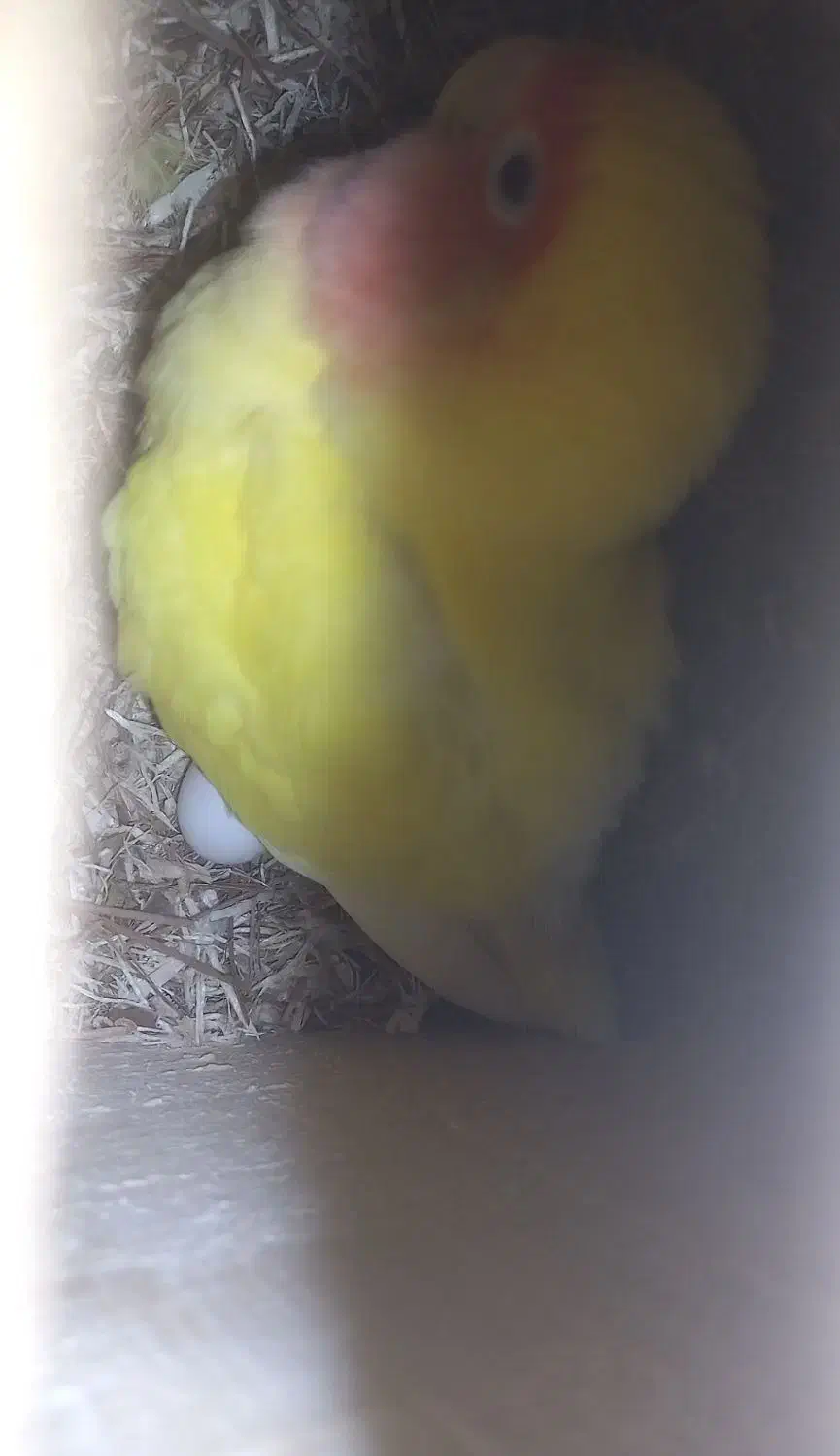 طوطی برزیلی|پرنده|ماسال, |دیوار