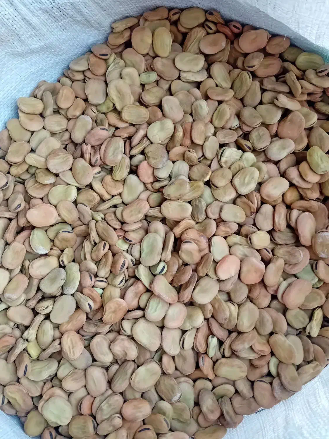 باقالی مازندران|خوردنی و آشامیدنی|طارم, |دیوار