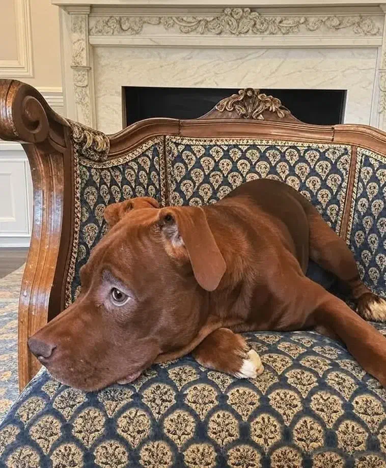 واگذاری پیت بول ۸ ماهه|سگ|تهران, اقدسیه|دیوار