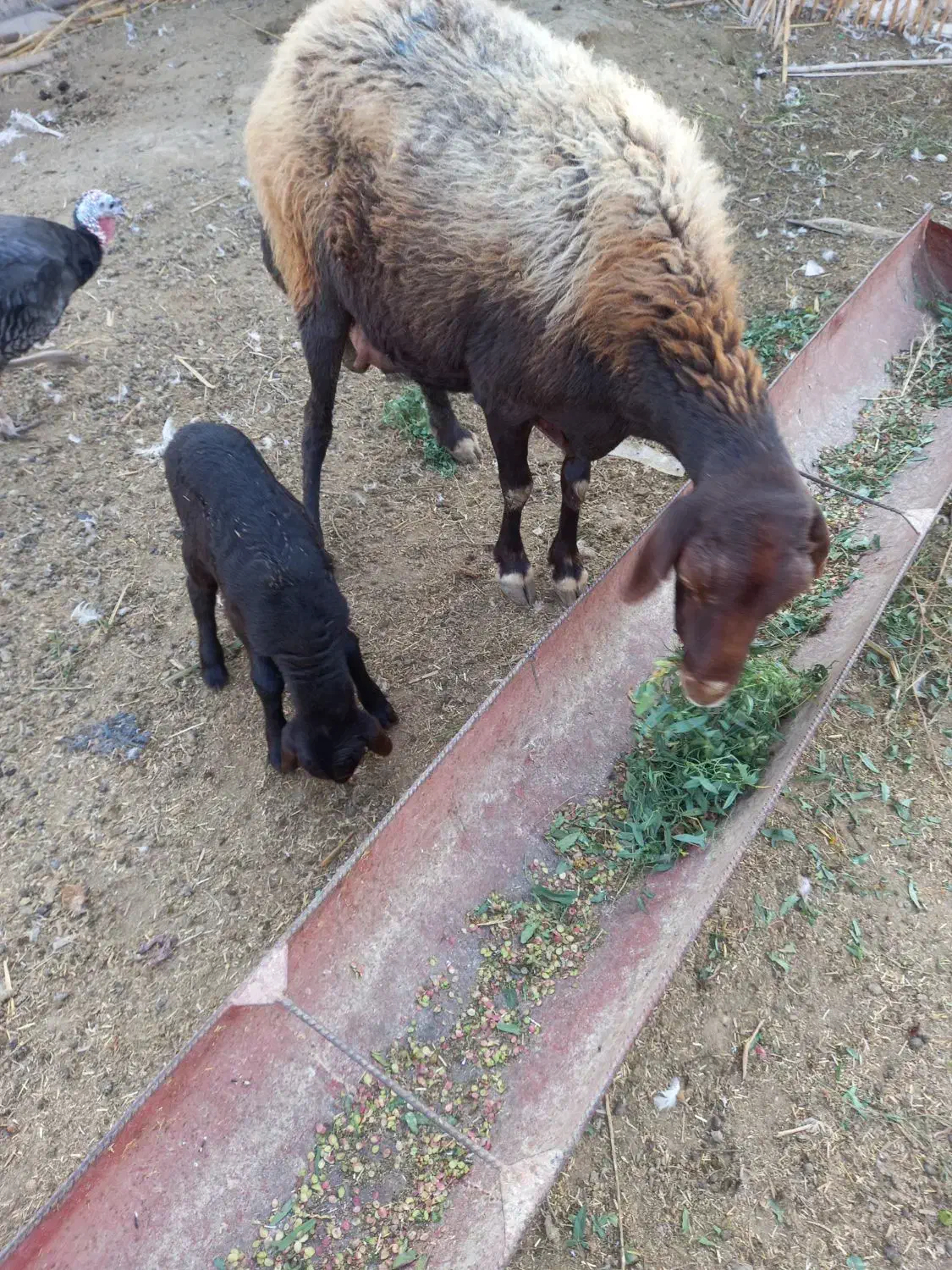 گوسفند بابره نر|حیوانات مزرعه|نگین شهر, |دیوار