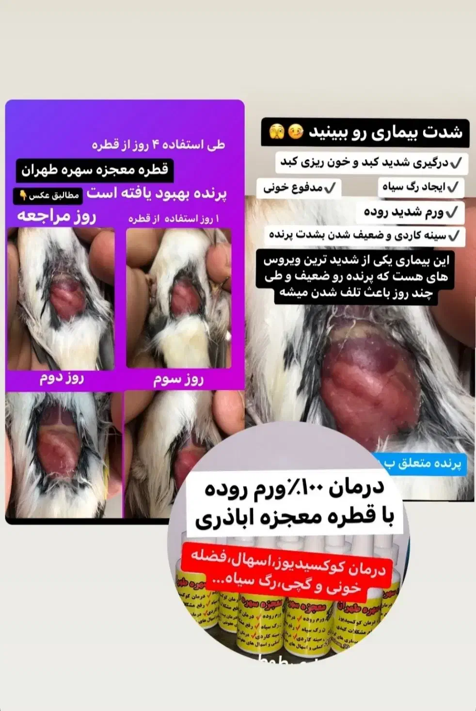 سهره قناری گلدین کبوتر کاسکو طوطی|لوازم جانبی حیوانات|شیراز, زرهی|دیوار