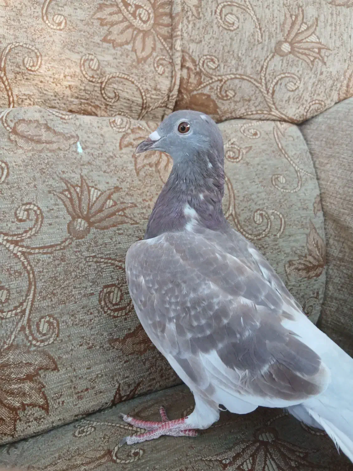 کبوتر پلاکی|پرنده|محلات, |دیوار