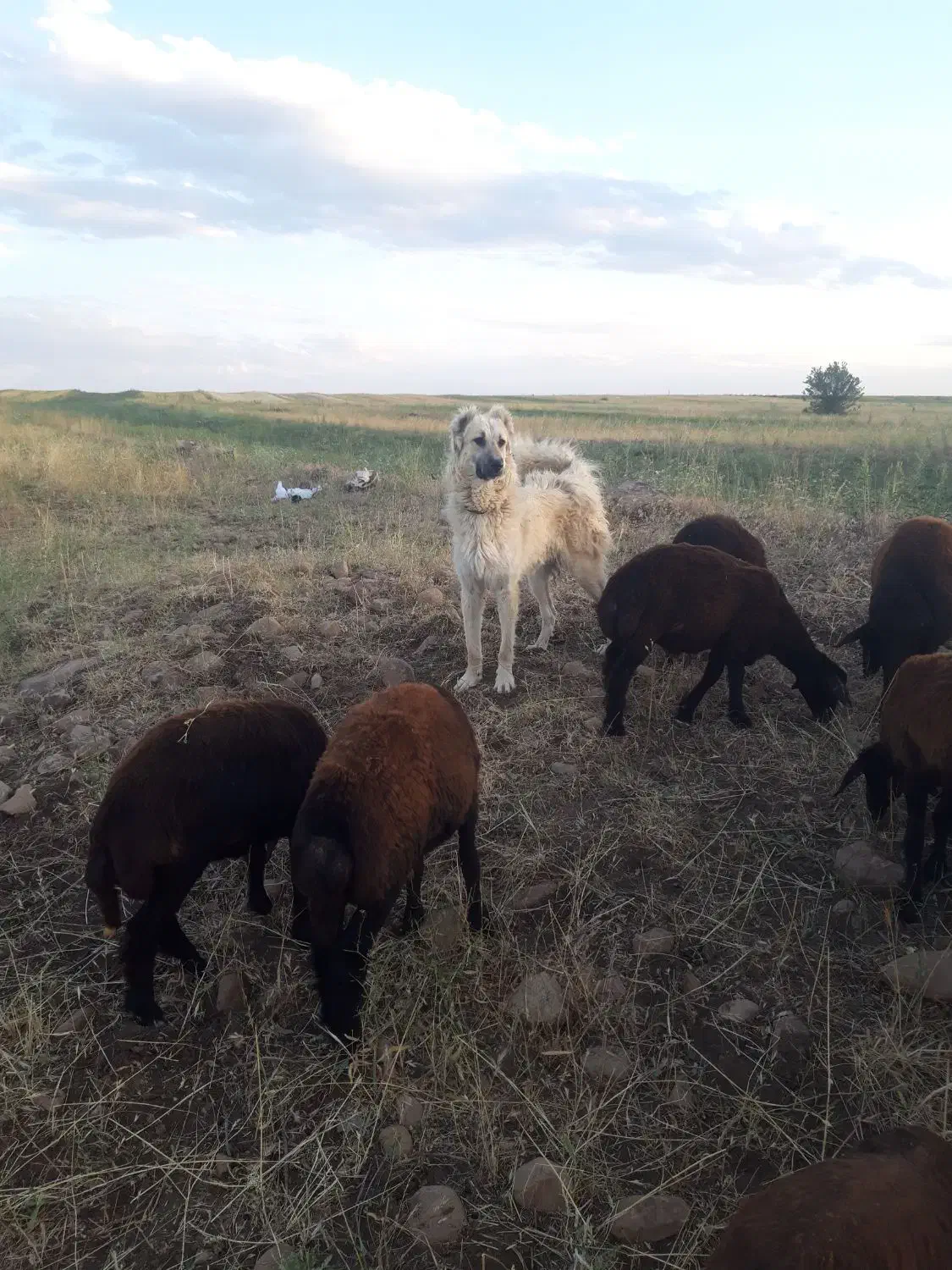 سگ سرابی اصیل|سگ|تیکمه داش, |دیوار