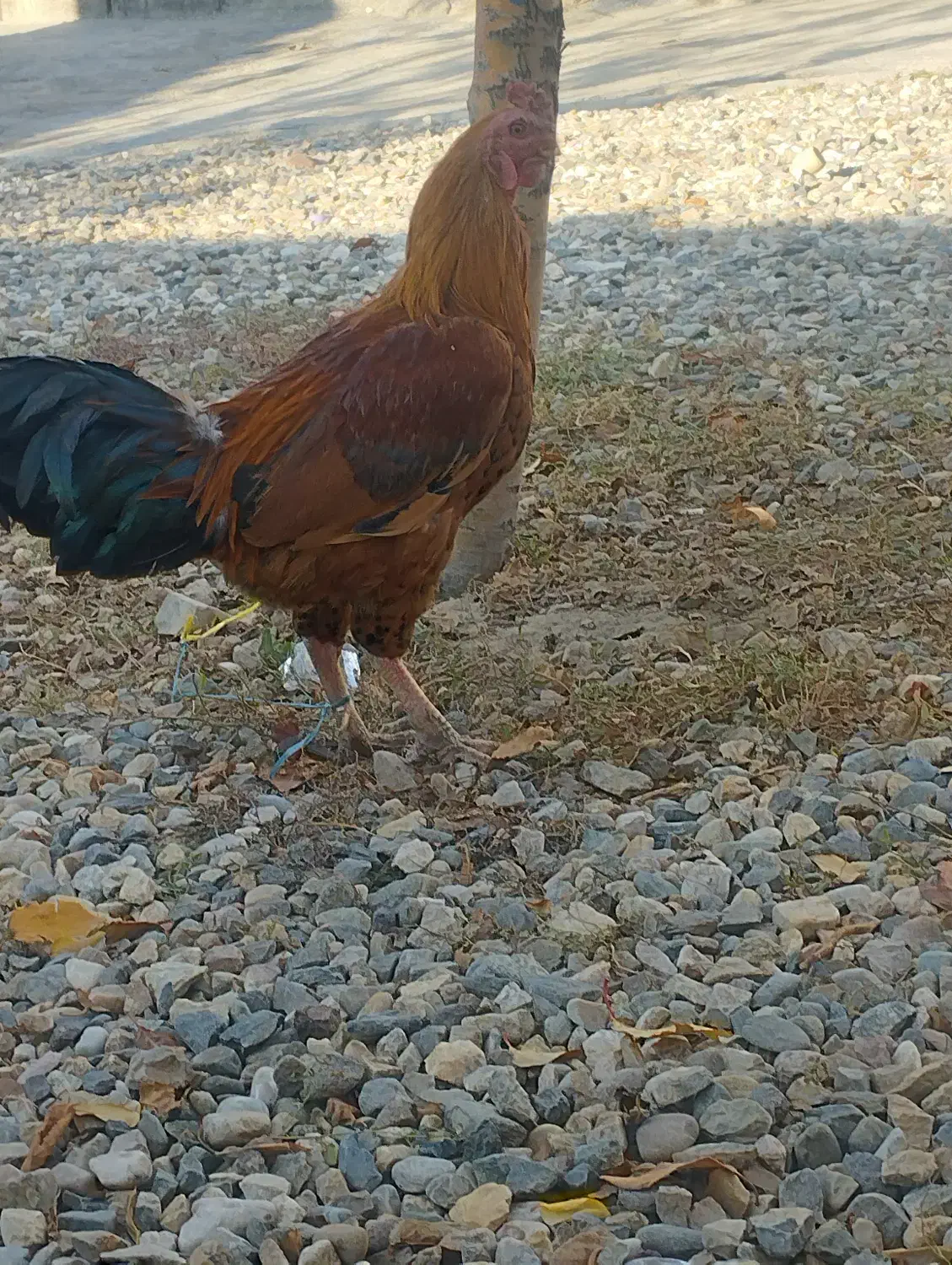 خروس|حیوانات|ماهنشان, |دیوار