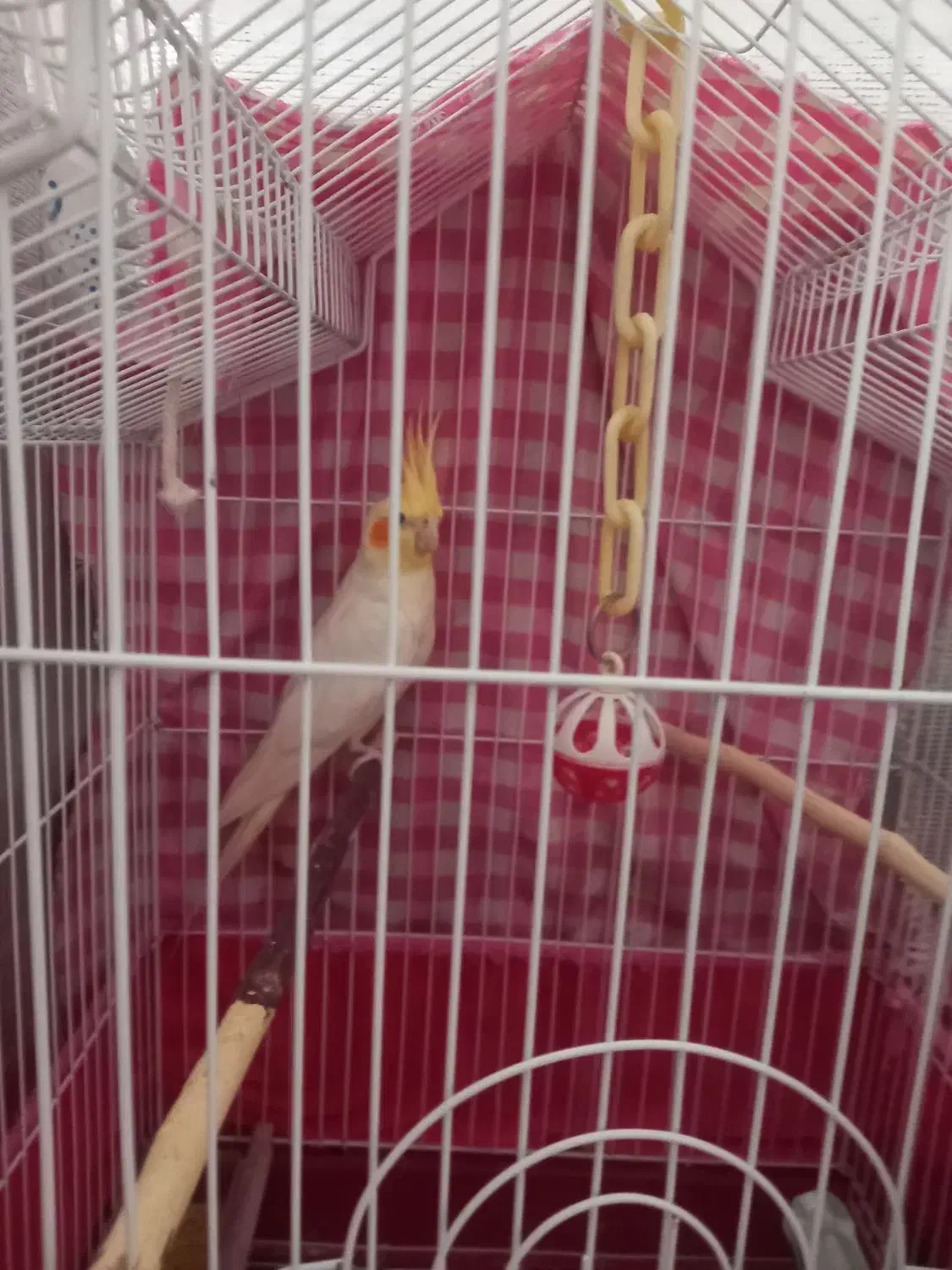 فروش عروس هلندی|پرنده|قم, شاه سید علی|دیوار