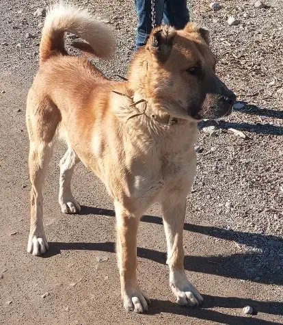 سگ سرابی گله ای|سگ|باسمنج, |دیوار