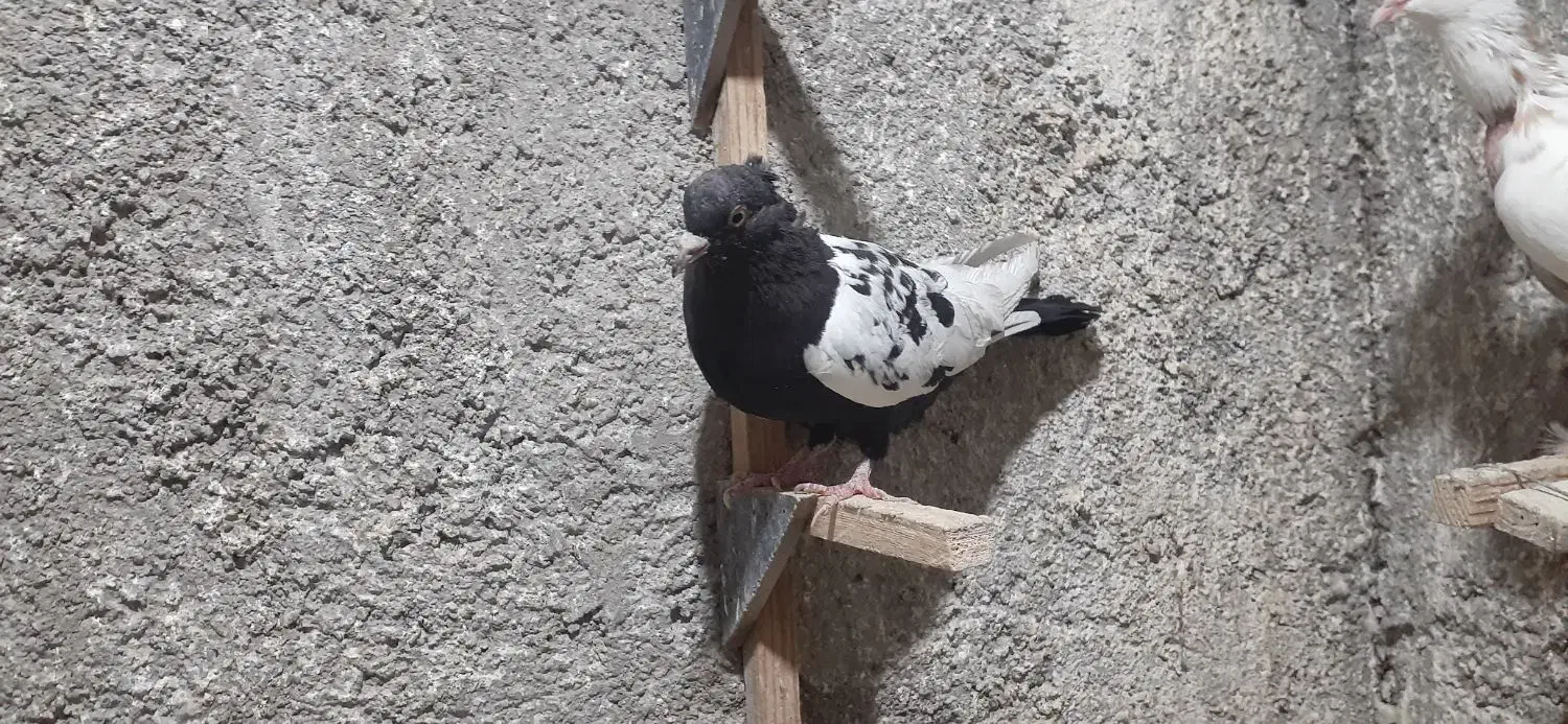 ماده سینه ودمبی|پرنده|شیراز, آزادگان|دیوار