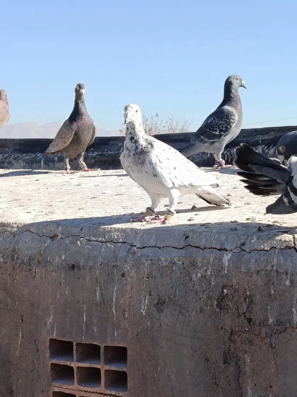 کبوتر|پرنده|نیشابور, مازول|دیوار