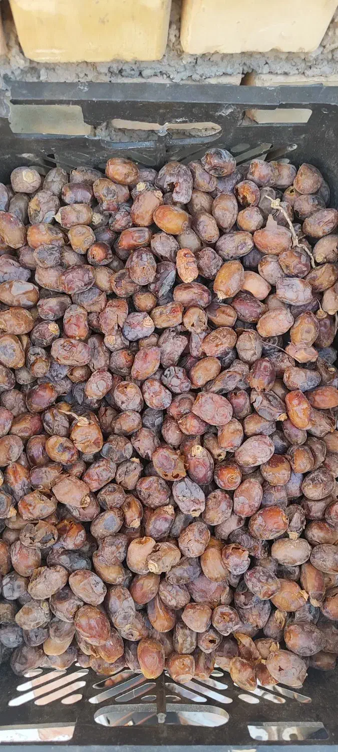 خرمای گنطار|خوردنی و آشامیدنی|اهواز, کارون|دیوار