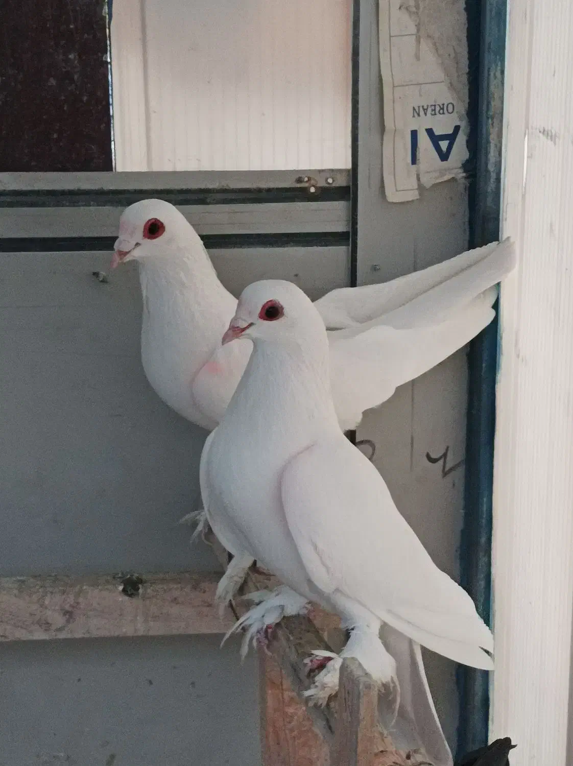 کبوتر|حیوانات|تبریز, |دیوار