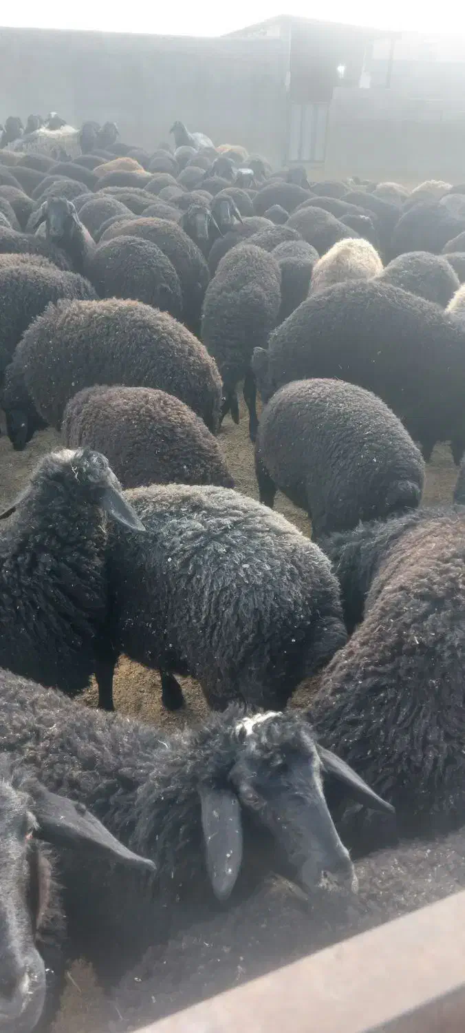 بره|حیوانات مزرعه|تهران, خرمشهر|دیوار