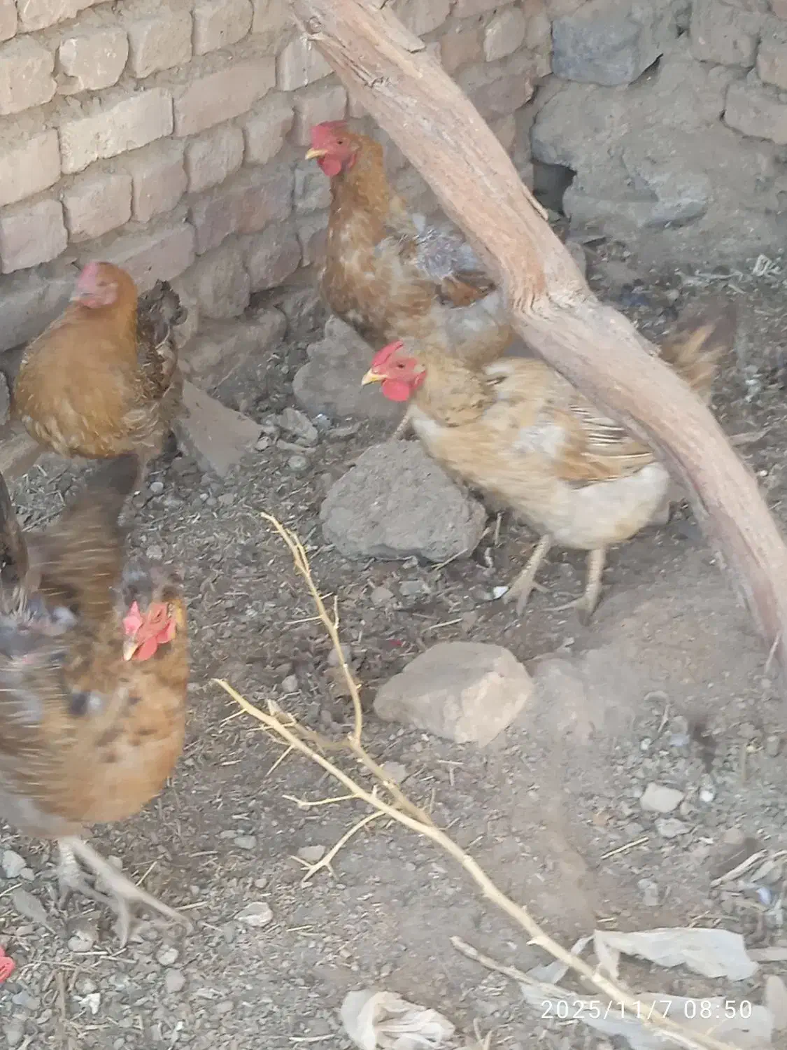 مرغ و کبوتر|پرنده|فرح دشت, |دیوار