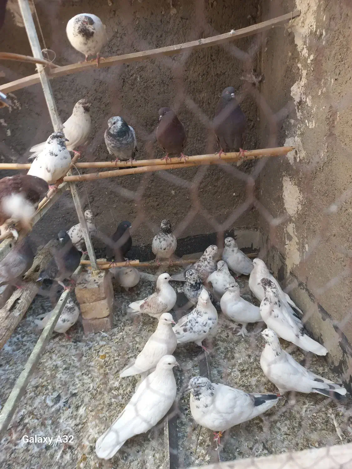 کفتر|پرنده|آران و بیدگل, |دیوار