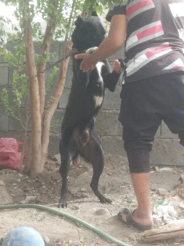 4ملیون|سگ|میناب, |دیوار