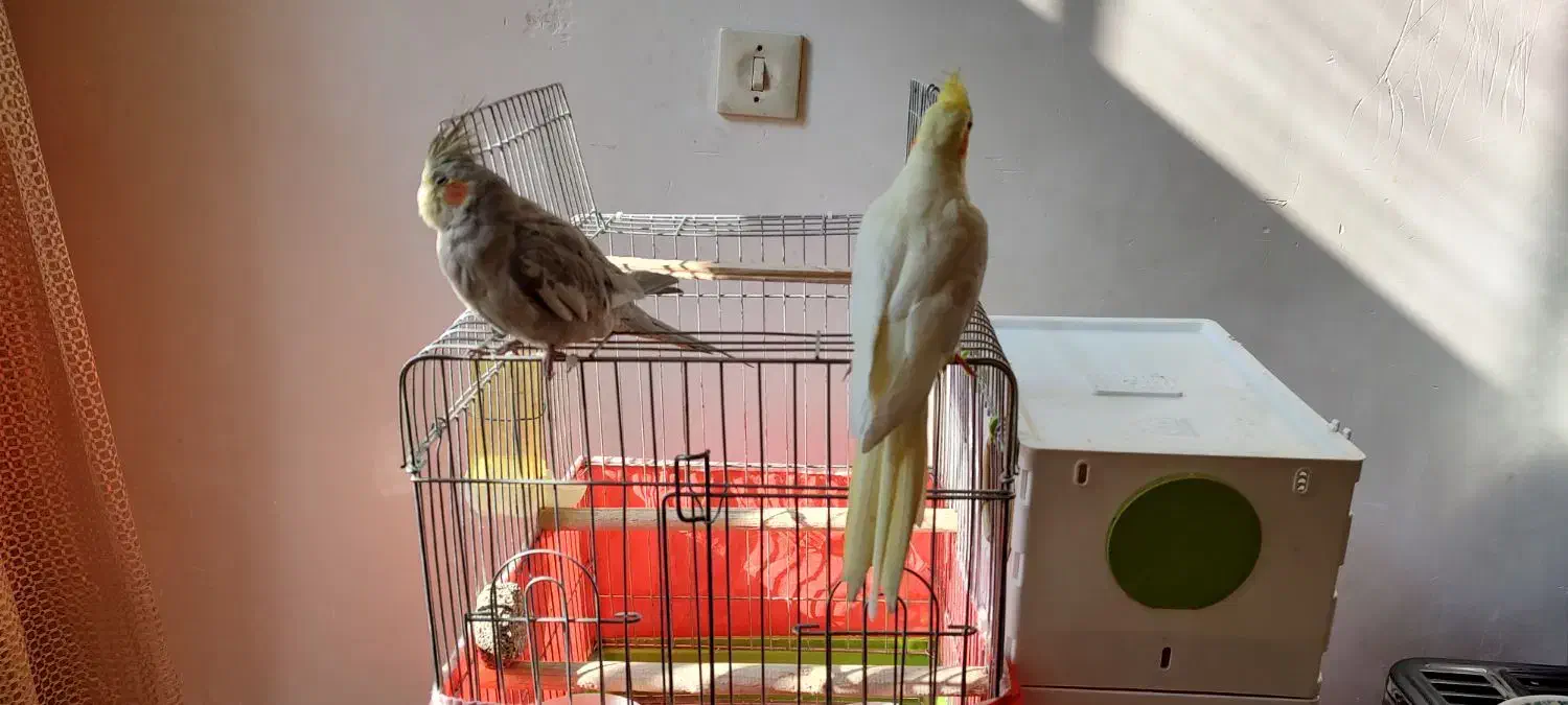 عروس هلندی|پرنده|اسدآباد, |دیوار