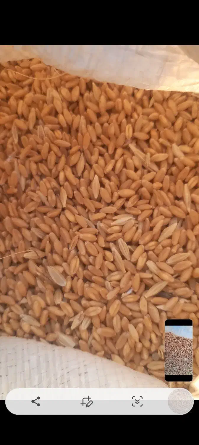 گندم|لوازم جانبی حیوانات|کرمانشاه, |دیوار