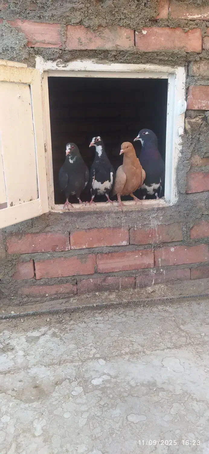 پلنگ|پرنده|زرند, |دیوار