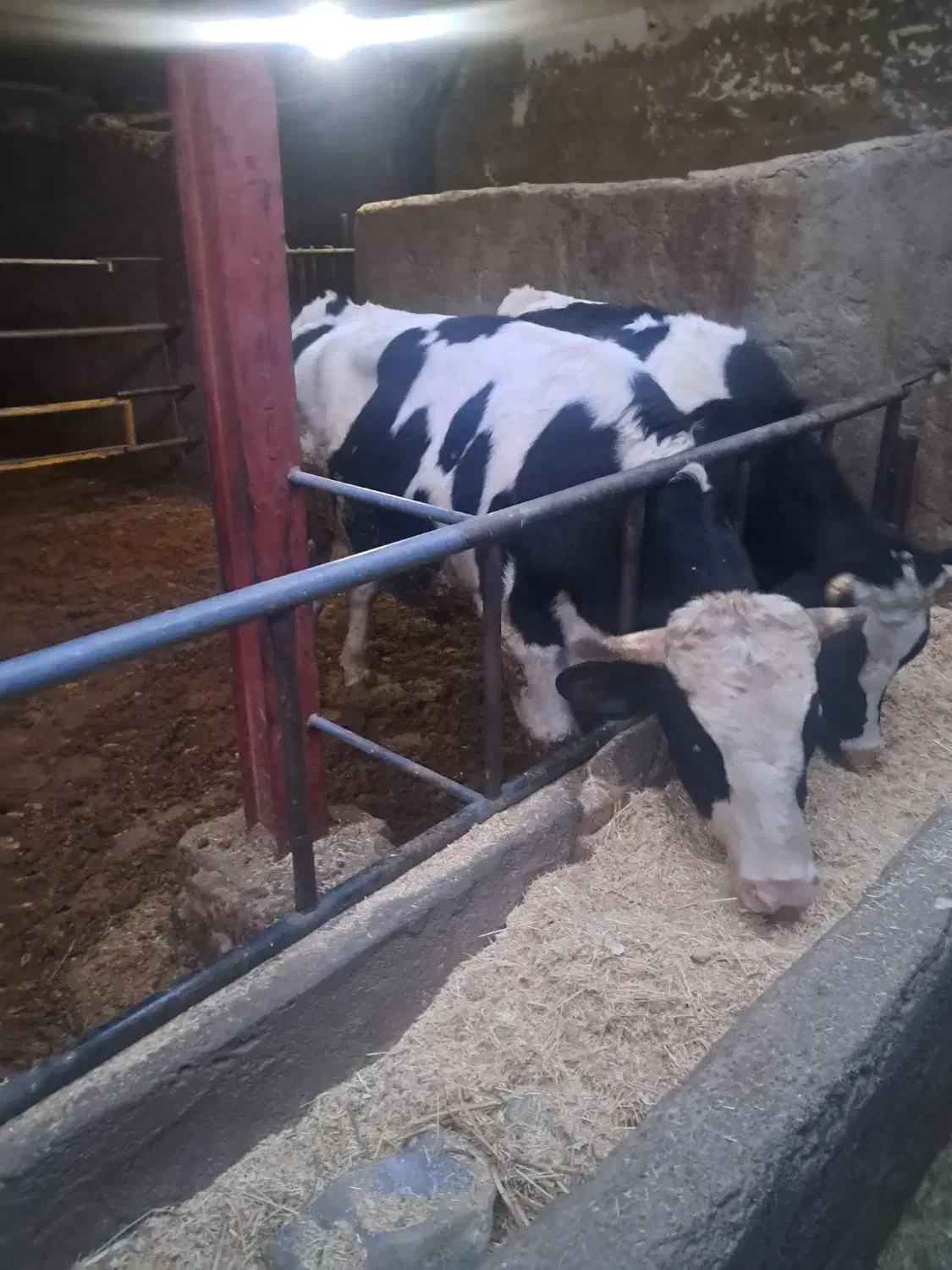 گوساله چاق|حیوانات مزرعه|پاکدشت, خاتون آباد|دیوار