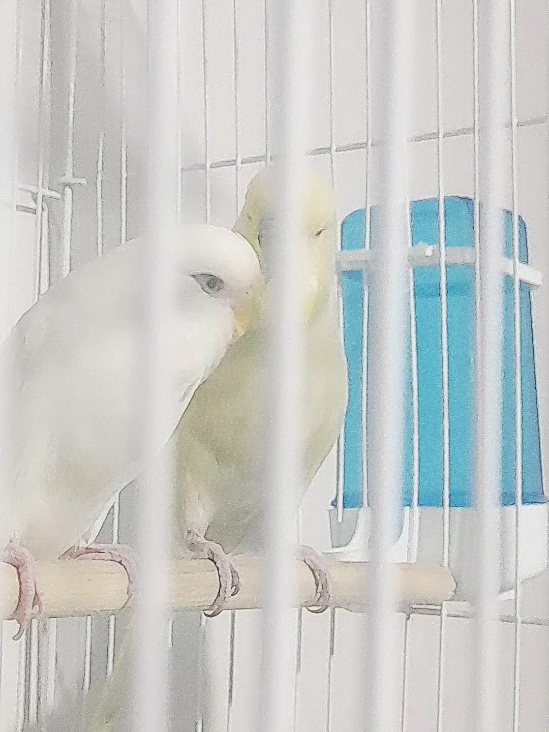 مرغ عشق انگلیسی|پرنده|پاکدشت, پاکدشت (مامازند)|دیوار