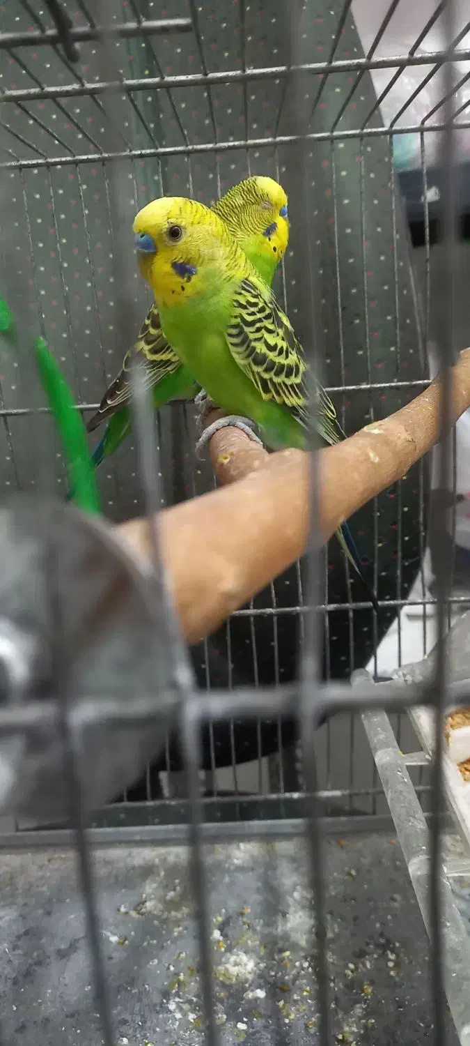 ۳عدد مرغ عشق|پرنده|ایلام, |دیوار