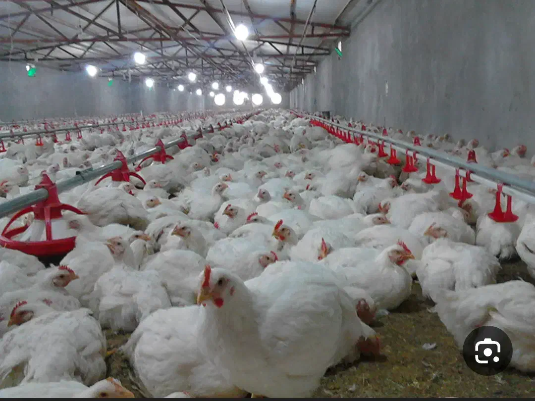 کود مرغی|خدمات باغبانی و درختکاری|نهاوند, |دیوار