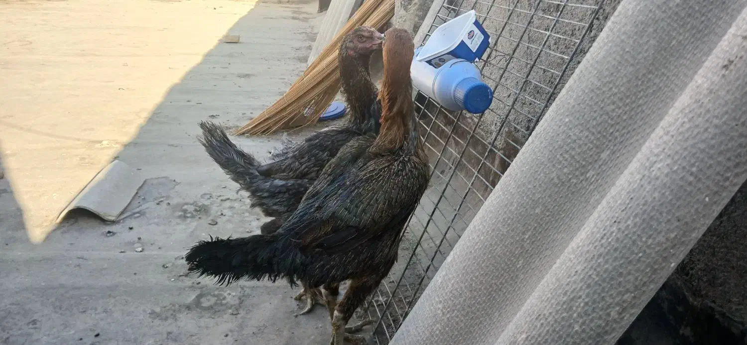 مرغ لاری اصیل|حیوانات مزرعه|مشهد, چهارچشمه|دیوار